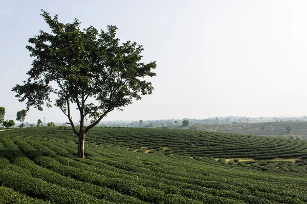 Grüner Tee Feld, Chiangrai in Thailand — Stockfoto
