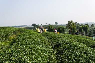 akha çay toplayıcılar, chiangrai Tayland