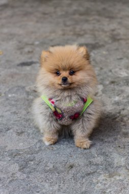 Pomeranian giysi