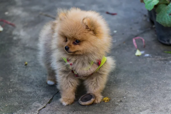 Pomeranian giysi — Stok fotoğraf