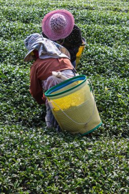 akha çay toplayıcılar, chiangrai Tayland
