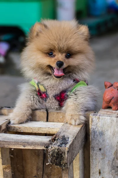 Pommeren gewaad — Stockfoto