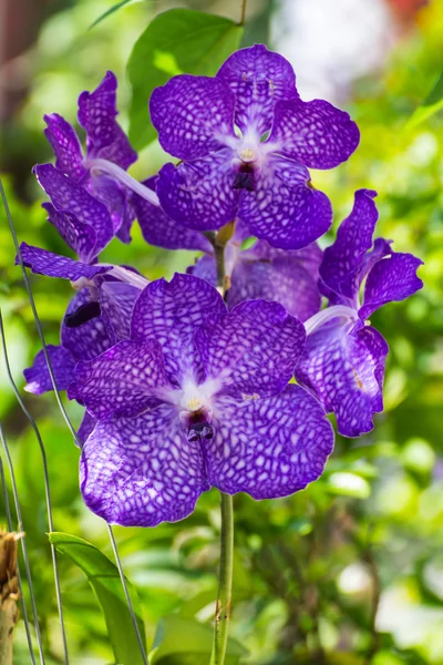 Vanda Manudwadee orchid in garden — Stock Photo, Image