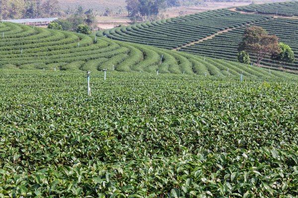 Πεδίο πράσινο τσάι, chiangrai στην Ταϊλάνδη — Φωτογραφία Αρχείου