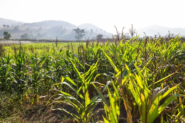 Кукурузная ферма Таиланда — стоковое фото