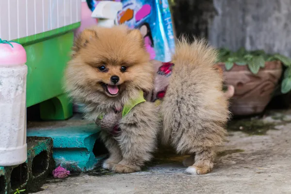 Abito di Pomerania — Foto Stock