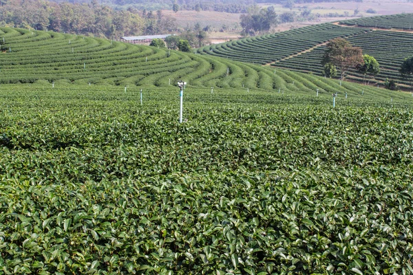 Grüner Tee Feld, Chiangrai in Thailand — Stockfoto