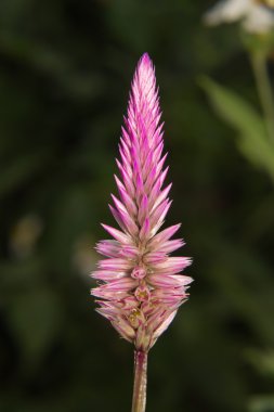 Makro cockscomb çiçek