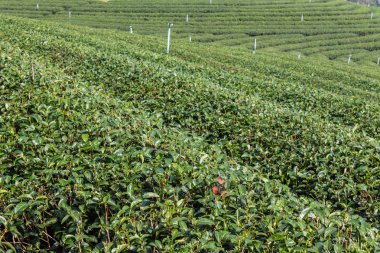 yeşil çay alan, Tayland chiangrai