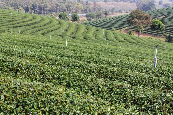 Πεδίο πράσινο τσάι, chiangrai στην Ταϊλάνδη — Φωτογραφία Αρχείου