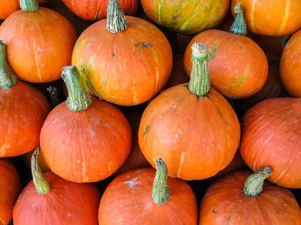 Calabaza japonesa — Foto de Stock