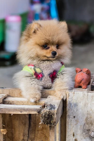 Traje de Pomerania —  Fotos de Stock