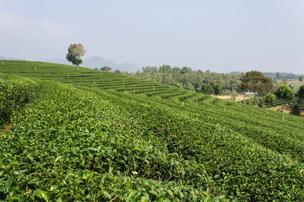 Grüner Tee Feld, Chiangrai in Thailand — Stockfoto