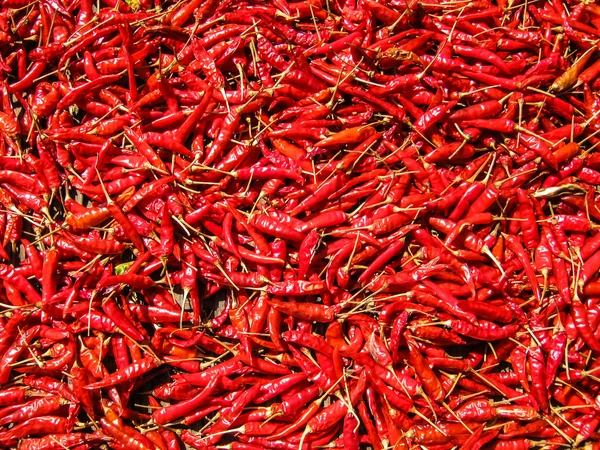 Rødtørket chili – stockfoto