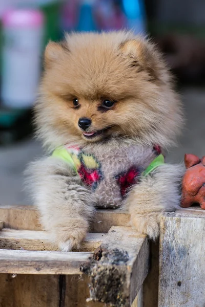 博美犬的装束 — 图库照片