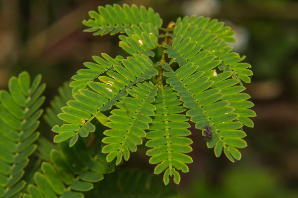 Macro acacia blad — Stockfoto