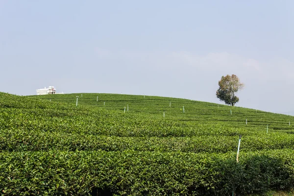 Grüner Tee Feld, Chiangrai in Thailand — Stockfoto