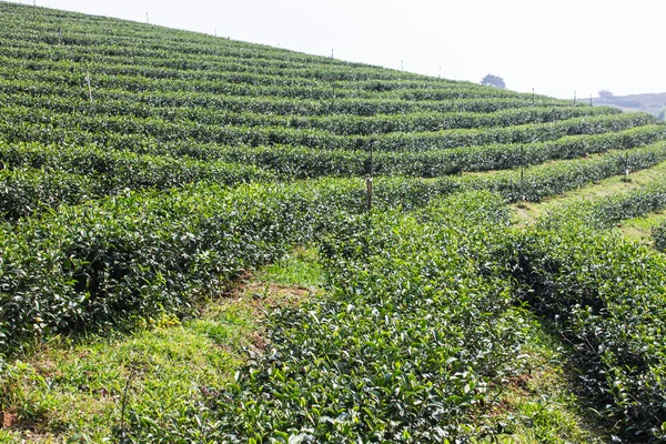 Campo de té verde, Chiangrai en Tailandia — Foto de Stock