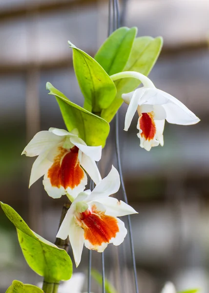 Beautiful white Cattleya orchid — Stock Photo, Image