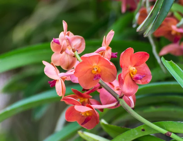 Červený orchideje — Stock fotografie