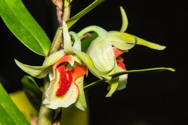 Sarı Cymbidium Orkidesinin Macro 'su
