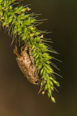 Haziran böceği asmak çimen çiçek