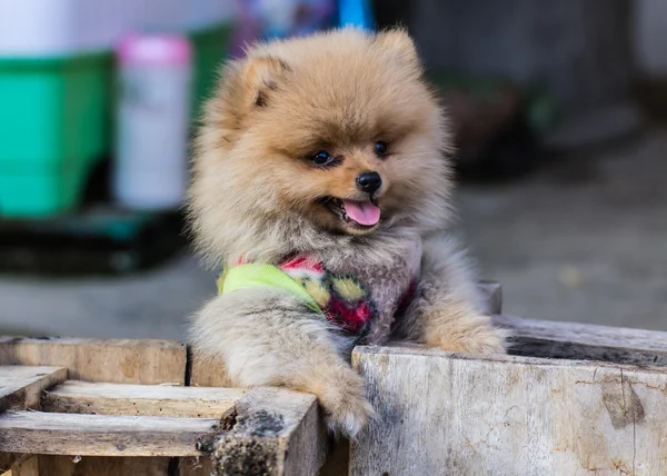 Pomeranian köpek kıyafeti — Stok fotoğraf