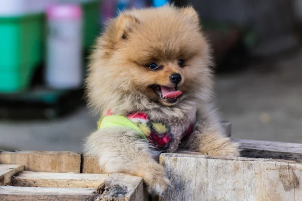 Pomeranian köpek kıyafeti — Stok fotoğraf