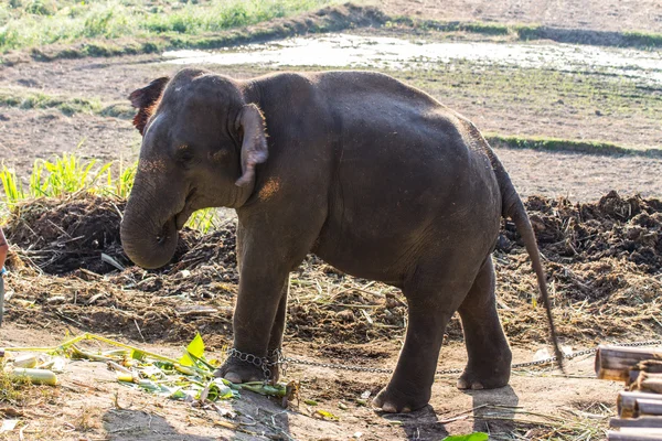 Éléphant thaïlandais — Photo