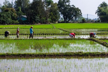 Taylandlı çiftçi pirinç
