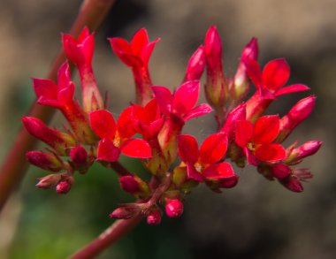 çiçek kırmızı makro aranjmani