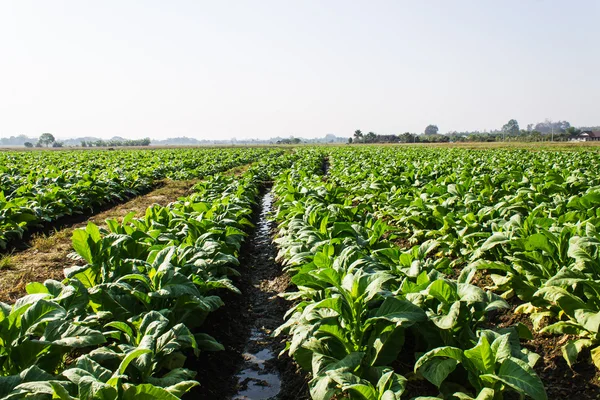 Plantes de tabac, Agriculture en Thai — Photo