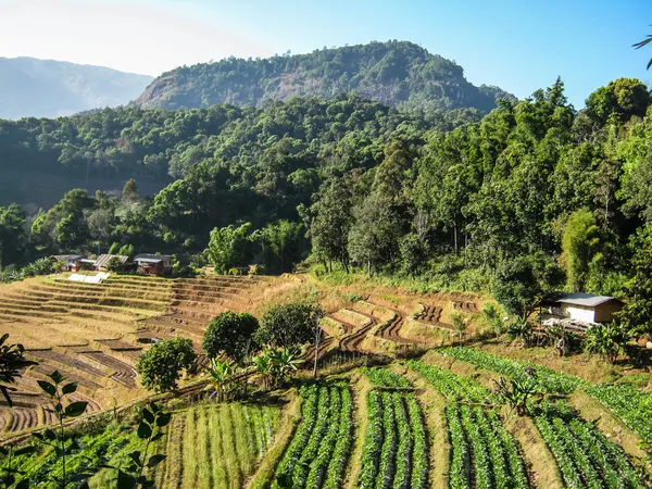 Agriculture in Doi Inthanon National Park — Stock Photo, Image