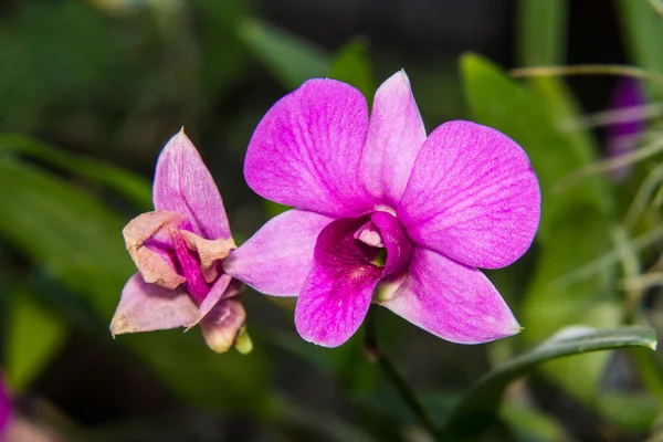 Makro růžová orchidej — Stock fotografie