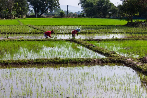 Thajské rýže farmář — Stock fotografie
