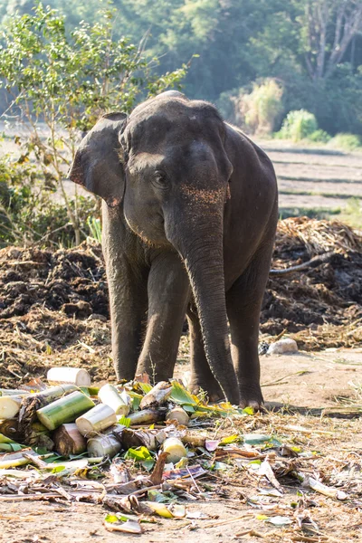 Thai Elephant — Stock Photo, Image