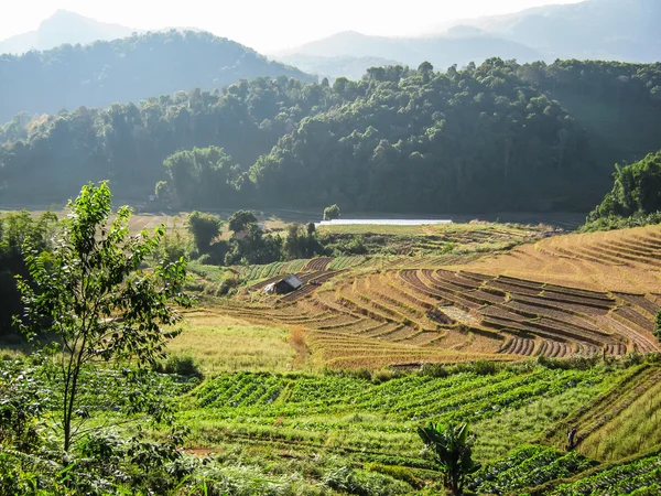 Agriculture in Doi Inthanon National Park — Stock Photo, Image