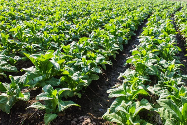 Tabakpflanzen, Landwirtschaft in Thailand — Stockfoto