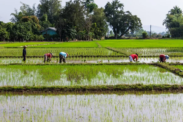 Thai ris jordbrukare — Stockfoto