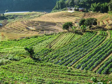 Tarımda doi Inthanon Milli Parkı
