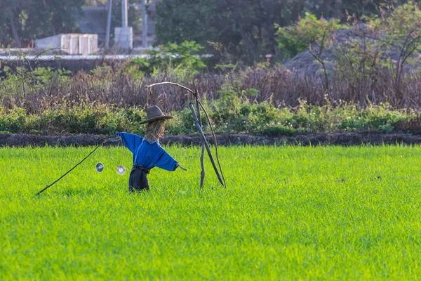 Espantapájaros en campo de arroz —  Fotos de Stock