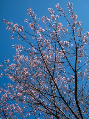 vahşi Himalaya kiraz çiçeği, Tay sakura çiçeği