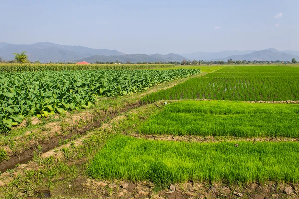 Tytoniu, pola ryżu i kukurydzy — Zdjęcie stockowe