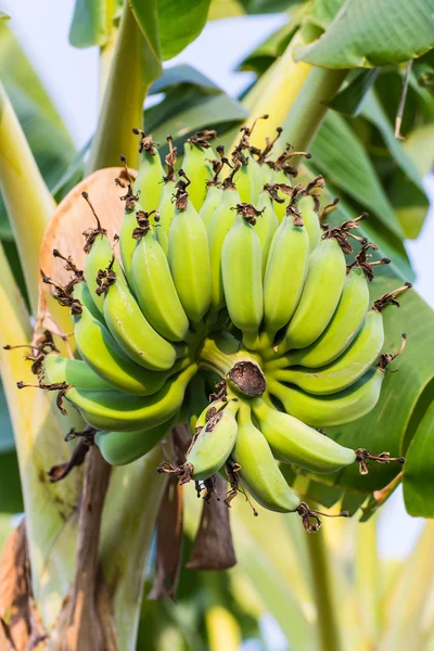 Grüne Bananenrepublik — Stockfoto