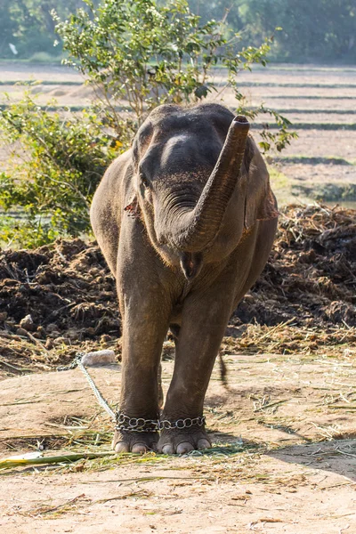 Thaise olifanten — Stockfoto
