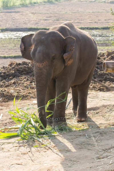 Elefante tailandese — Foto Stock