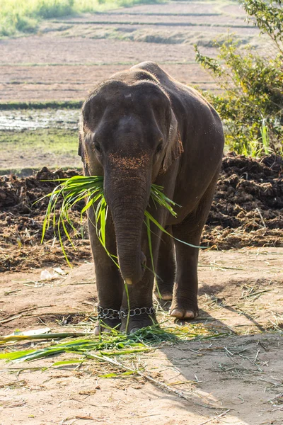 Elefante tailandese — Foto Stock