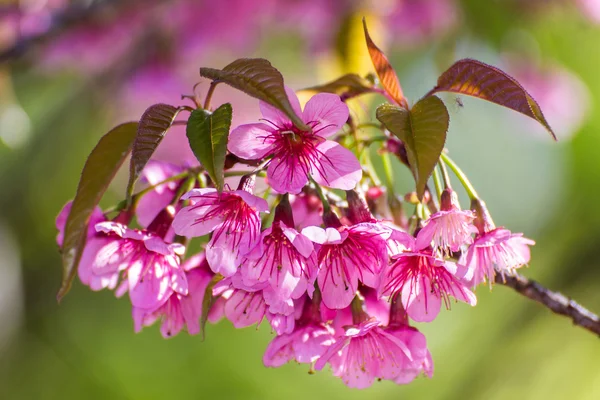 vahşi Himalaya kiraz çiçeği, Tay sakura çiçeği