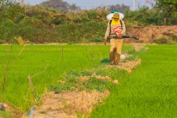 Thai ris jordbrukare arbetare i fältet — Stockfoto