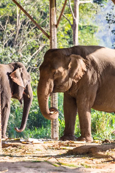 Elefante tailandese — Foto Stock